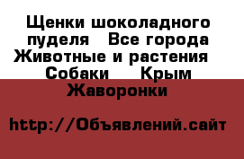 Щенки шоколадного пуделя - Все города Животные и растения » Собаки   . Крым,Жаворонки